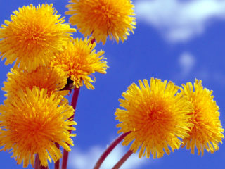 Dandelion syrup: recipe, benefits and harm