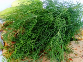 Dill Alligator: reviews, photos, yield