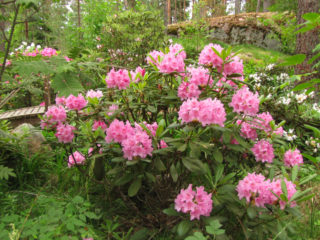 Autumn care and preparation of rhododendron for winter