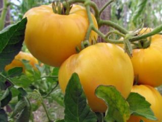 Tomate gigante amarillo: descripción.