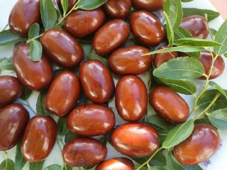 Jujube (unabi) di Rusia tengah: penanaman dan penjagaan, penanaman