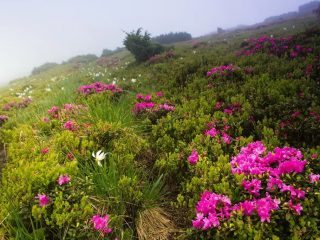 Rhododendron: výsadba a starostlivosť, prospešné vlastnosti
