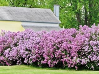 Lilac živý plot: fotografie, odrody