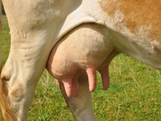 How long before calving does a cow fill her udder?
