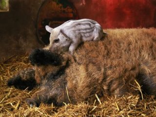 Raza de cerdo Mangal: crianza y cuidado de los lechones.