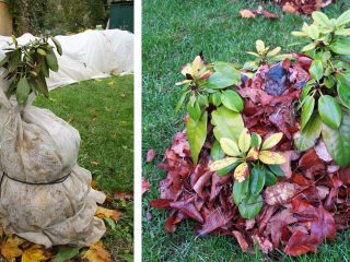 Rhododendron Smirnova: fotografie, rastúce v moskovskom regióne, recenzie
