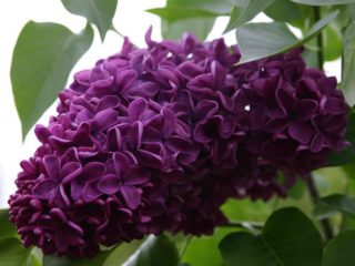 Lilac Olimpiada Kolesnikov: fotografie, popis najlepších odrôd