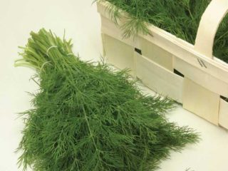 Dill for greens without umbrellas: names of the best varieties, reviews