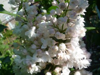 Common lilac Rochester: planting and care