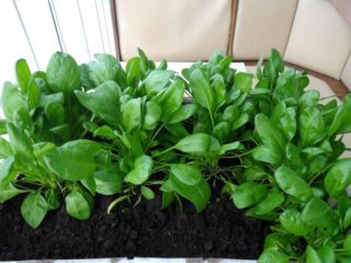 Spinach: growing at home from seeds for beginners