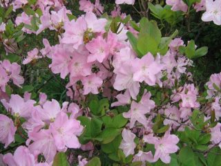 Rododendron Ledebur: fotografia, vlastnosti, zimná odolnosť, výsadba a starostlivosť