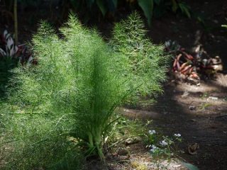 Dill Mammoth: variety description, photos, reviews