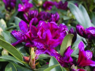Rhododendron Polarnakht: popis odrody, zimná odolnosť, foto