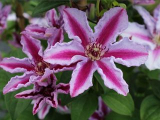 Clematis Tudor: fotografia a popis odrody, skupina prerezávania, recenzie