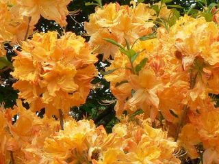 Azalea (rhododendron) Golden Lights: description, frost resistance, reviews