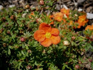 Red Ice cinquefoil: beskrivelse, dyrking, foto