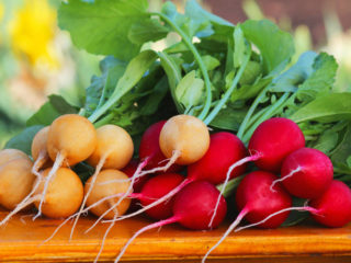 Why radishes go into the shoot (tops): reasons, what to do