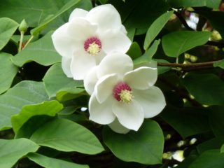 Magnolia Siebold: foto, penerangan, ulasan