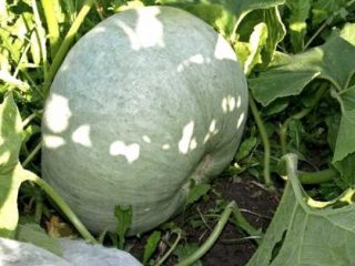 Gribovskaya winter pumpkin