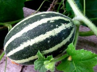 Cucumber Larton F1: reviews, cultivation and care