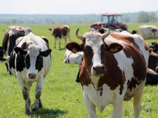 Rendimiento de carne de ganado