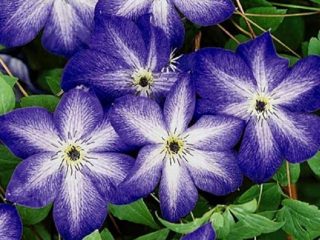 Clematis Venosa Violacea: recenzie, fotografie, starostlivosť