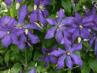 Clematis Rhapsody: recenzie, fotografie a popis