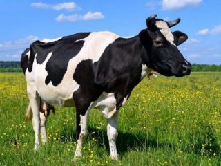 ¿Qué hacer si una vaca tiene diarrea?