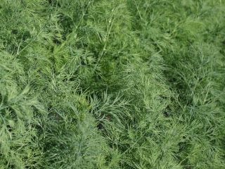 Dill Crocodile: recenzie + fotky
