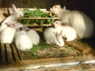 ¿Se puede dar diente de león a los conejos, en qué forma y en qué cantidades?