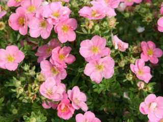 Cinquefoil Pink Princess alebo Pink Queen: foto a popis