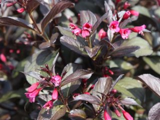 Weigela kvitnúca Victoria: fotografie, popis, recenzie, mrazuvzdornosť