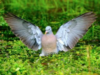 Pigeon vityuten (holub holub): popis, foto