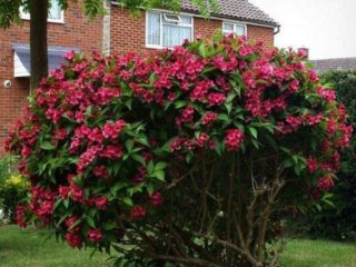 Weigela Bristol Ruby (Bristol Ruby): fotografia a popis kríka, kultivácie a starostlivosti