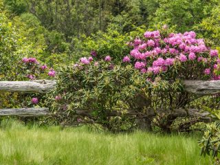 When does rhododendron bloom and what to do if it doesn’t bloom?