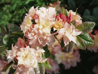 Rododendron listnatý kanóny Dvojité