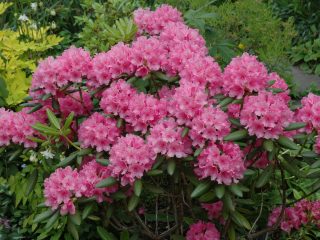 Rhododendron Hague: popis, starostlivosť, foto