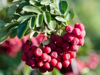 Rowan Titan: popis odrody, foto