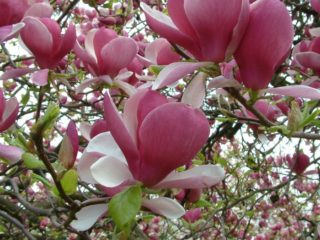 Magnolia Soulangeana (Soulangeana) Alexandrina، Galaxy، Princess of Dreams، Alba Superba، Rustica Rubra: صور وأوصاف الأصناف والتعليقات ومقاومة الصقيع