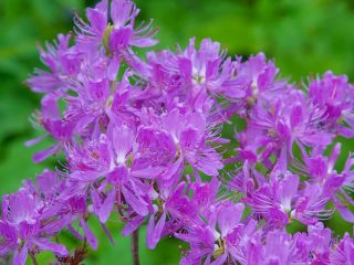 Kanadský rododendron: fotografia, popis, výsadba a starostlivosť
