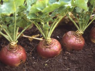 Diferențele dintre napi și rutabaga