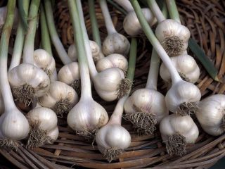 Garlic planting calendar for 2024: in October, before winter