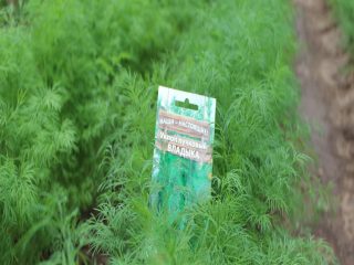 Dill Vladyka (Vladyko): reviews, how to grow