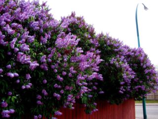 Lilac Lights of Donbass: popis, fotografie, recenzie