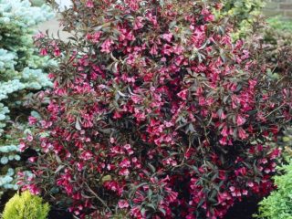 Weigela kvitnúca Alexandra (Alexandra): fotografia a popis, recenzie