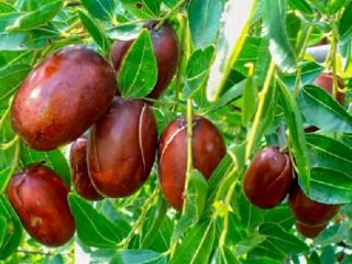 Jujube (unabi, čínsky dátum): pestovanie a starostlivosť, rozmnožovanie, odrody