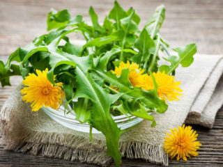 Medicinal properties of dandelion (leaves, flowers) for the human body: use in folk medicine, recipes for infusions, decoctions