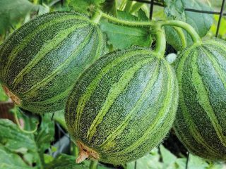 Ogurdynya: reviews, varieties, planting and care