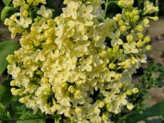 Aranylila Primrose (Prime Rose): leírás