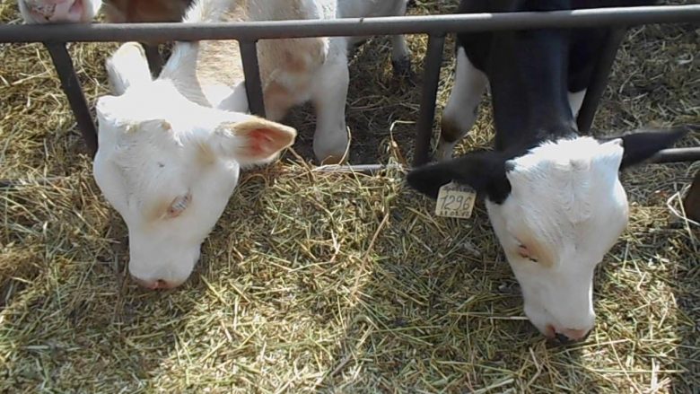 Alimentation des veaux jusqu'à 1 mois, 3 et 6 mois : normes, schémas